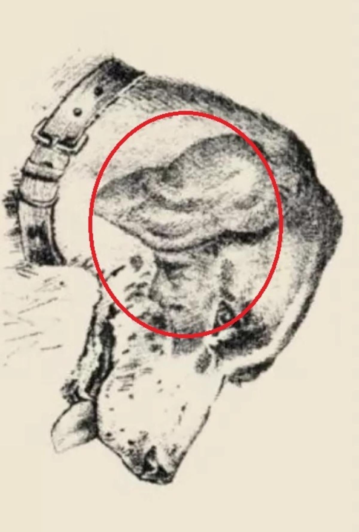 Människans ansikte var på hundens öra / ritad av safalta.com