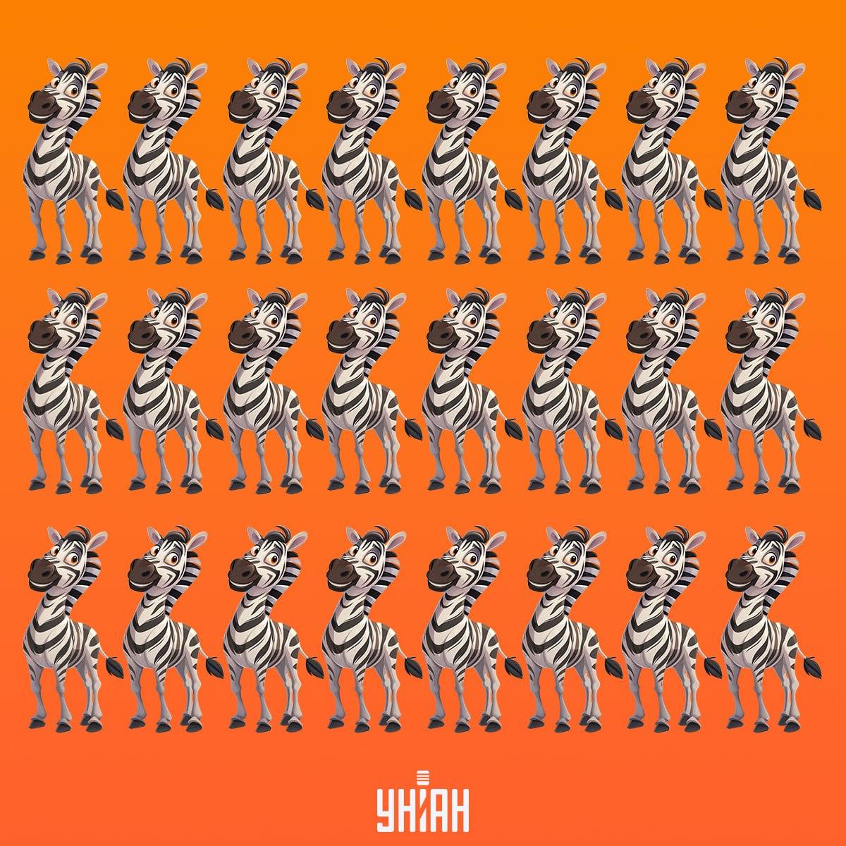 Det är dags att hitta en zebra som inte är som de andra / Moje collage