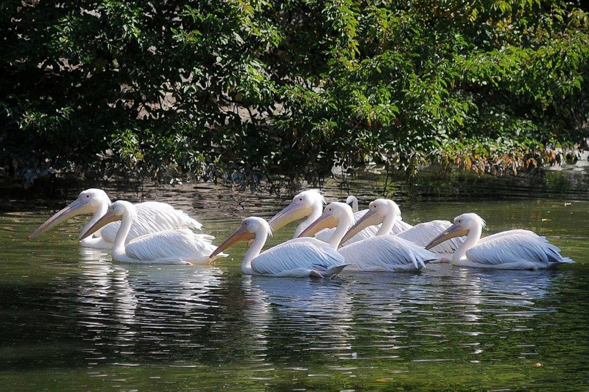 Det tar mindre än 10 sekunder att hitta en fågel som skiljer sig från de andra / Moje collage