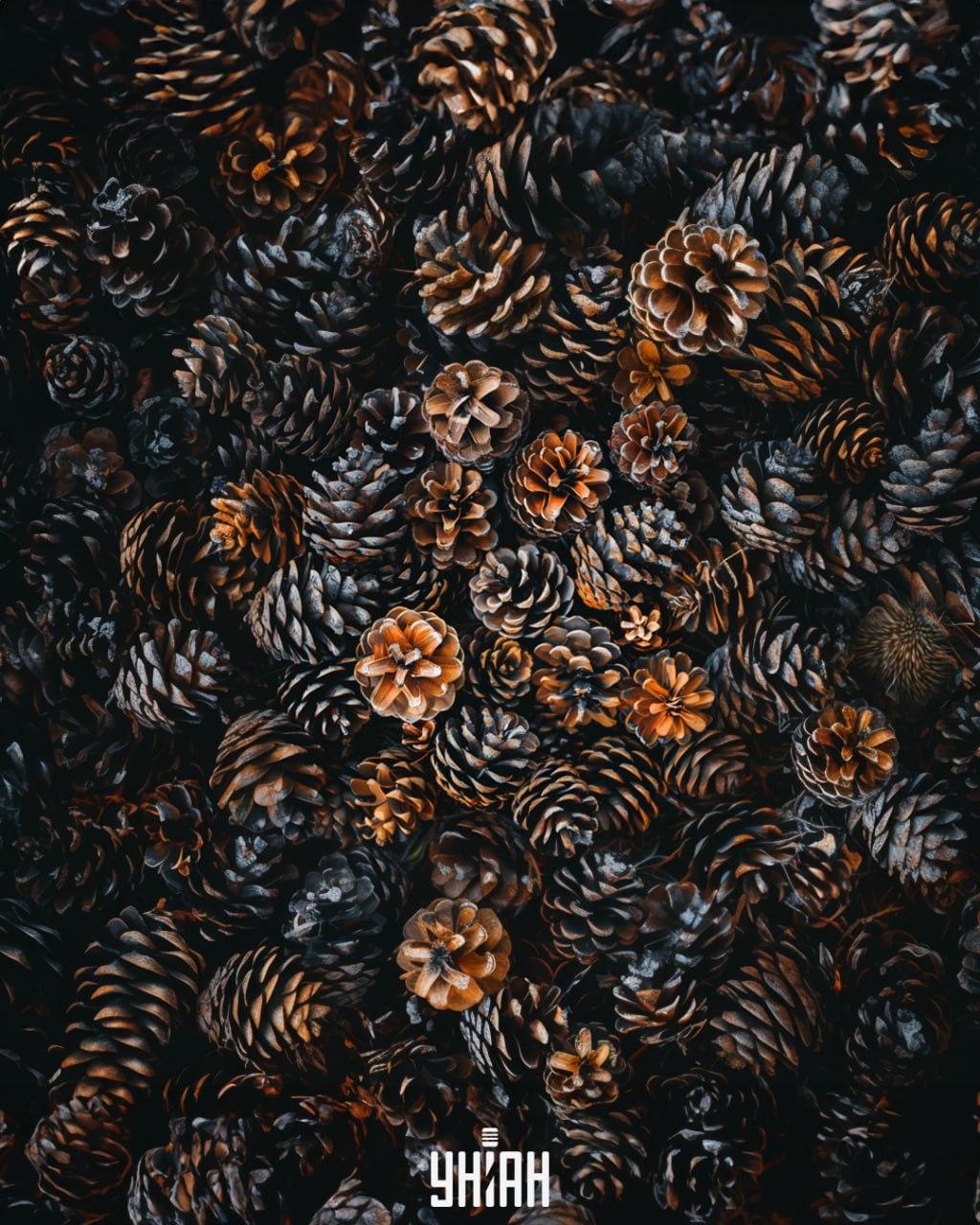 Det är nödvändigt att hitta en igelkott bland kottar / Moje collage