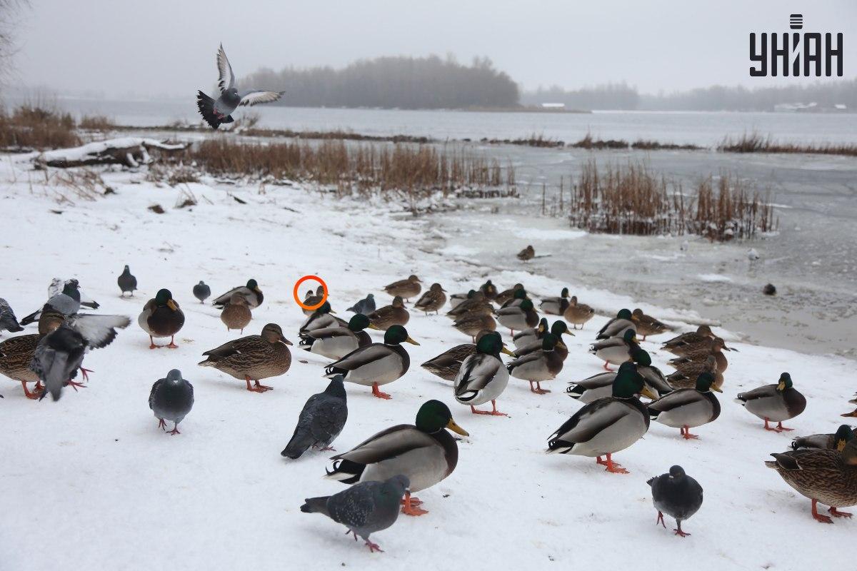 En sparv gömde sig nära det optiska illusionscentret / collage med Moje-foto