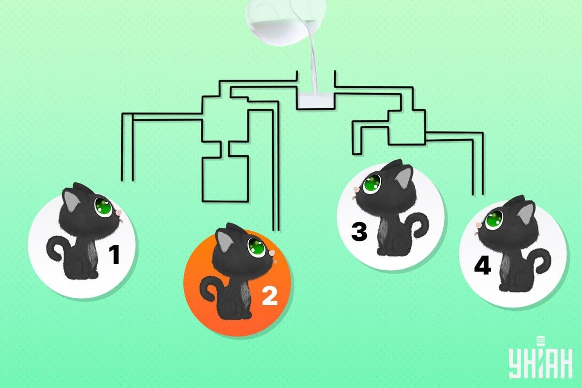 Den lyckliga katten var nummer 2 / Moje collage