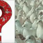 Alla ser duvor, men du måste hitta en stolt fiskmås