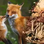 Bara 15 sekunder för att hitta en räv: ett mysterium