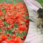 Den svåraste optiska illusionen: du måste hitta ett bi bland