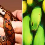 Det är bara ett fåtal som klarar av det: bara