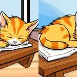 Endast de mest uppmärksamma kan hitta 3 skillnader från en bild av en katt på 12 sekunder: ett utmanande pussel Endast de mest uppmärksamma kan hitta 3 skillnader från en