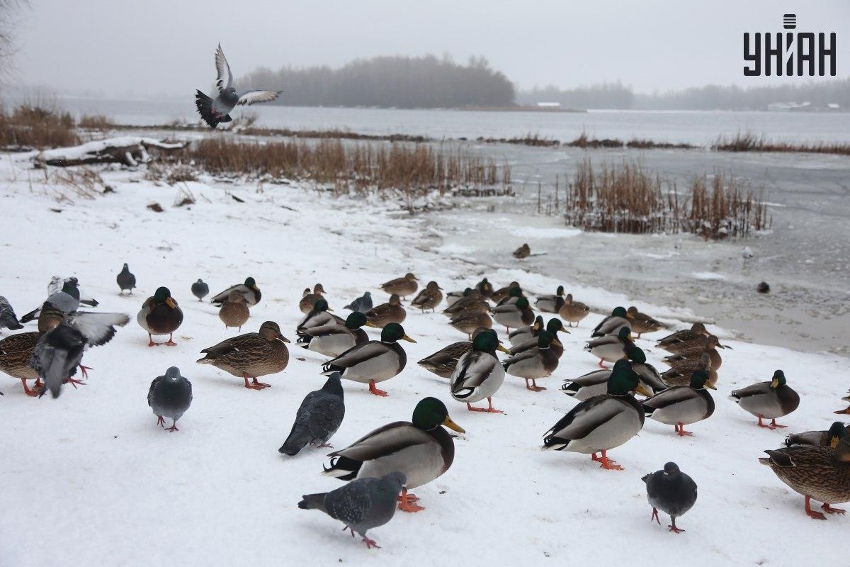 Hitta en sparv på några sekunder / collage med Moje-foto