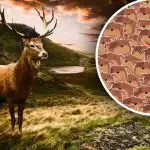 Endast personer med hög IQ kan hantera det: du måste