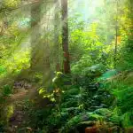 Ett pussel för dem med utmärkt syn: du måste hitta