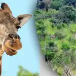 Hitta alla djur på bilden på 10 sekunder: ett pussel